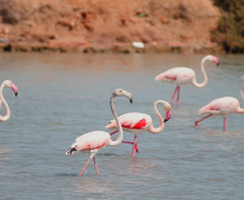flamingo's in Pinatar